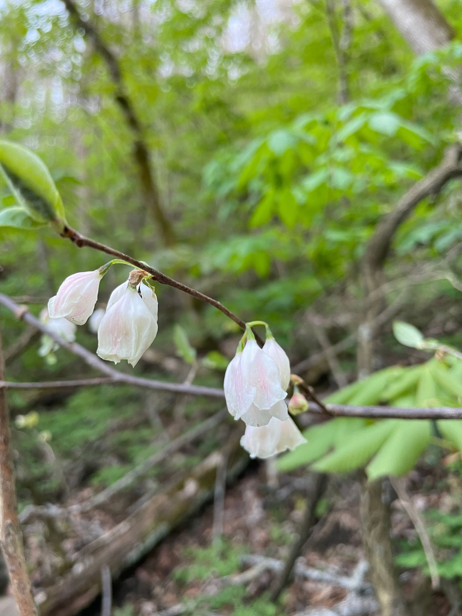 Solitary pale pink bell shaped flowers of Carolina silverbells, Halesia tetraptera, in a forest
