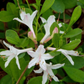 White flowers with green background