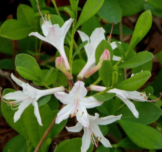 White flowers with green background