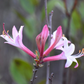 Pink flowers with blurred background
