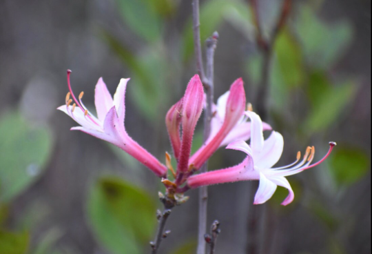 Pink flowers with blurred background