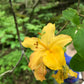 Golden yellow flame azalea flower
