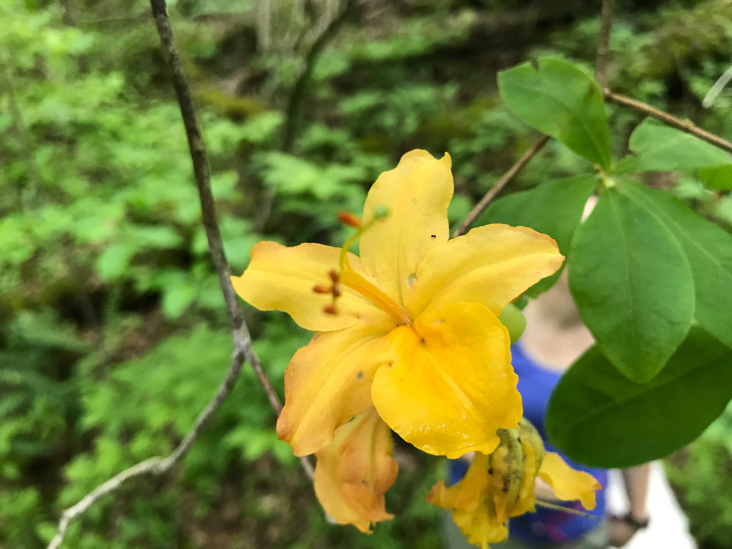 Golden yellow flame azalea flower