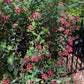 Coral Honeysuckle vine, Lonicera sempervirens