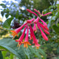 Coral Honeysuckle vine, Lonicera sempervirens