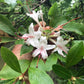 Sweet Azalea, Rhododendron arborescens