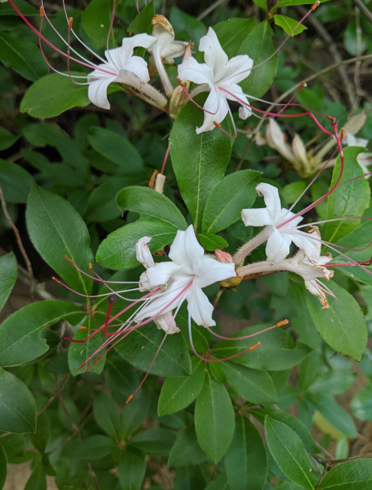Sweet Azalea, Rhododendron arborescens
