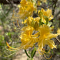 Southern Flame Azalea, Rhododendron austrinum