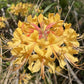 Southern Flame Azalea, Rhododendron austrinum