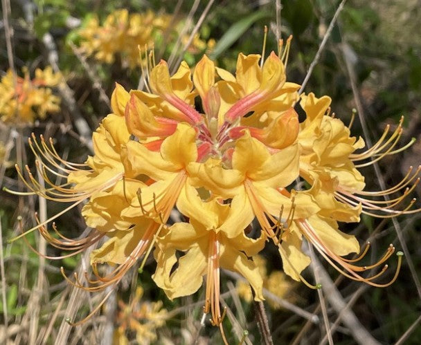 Southern Flame Azalea, Rhododendron austrinum