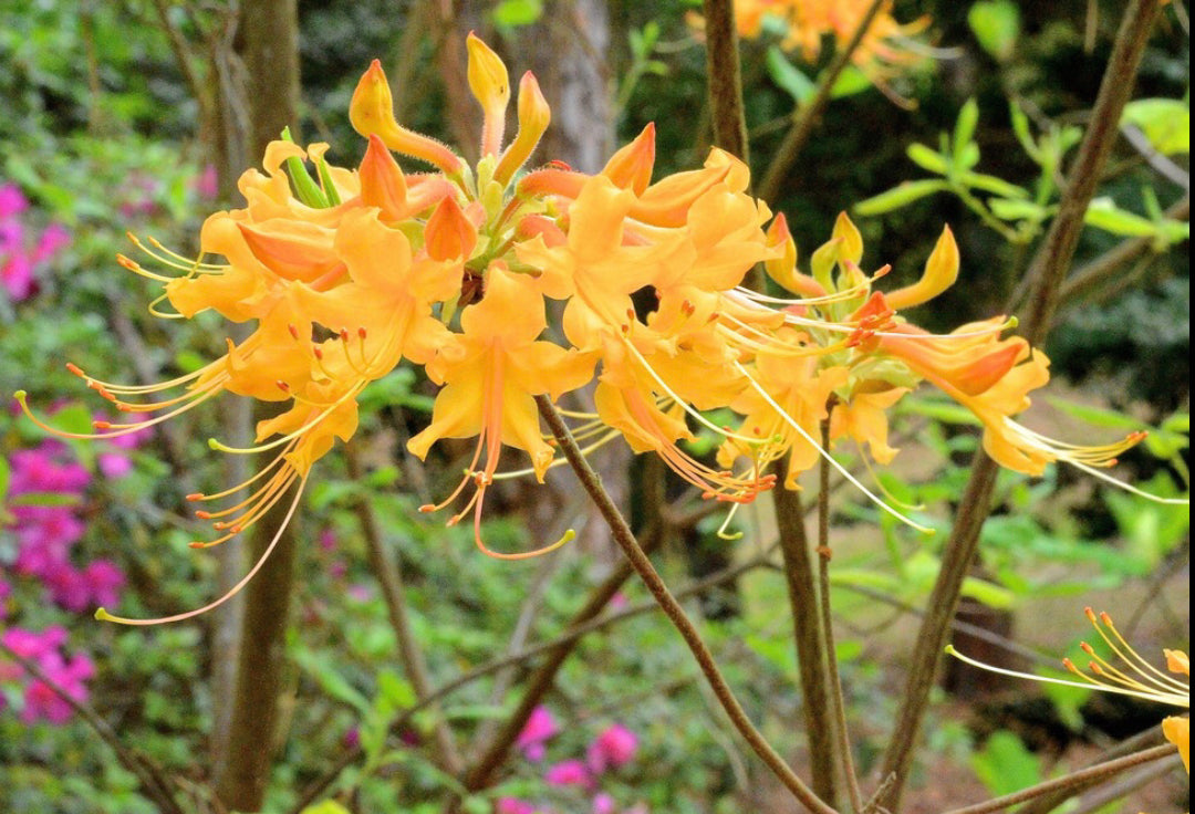 Southern Flame Azalea, Rhododendron austrinum