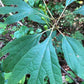 Dark green leaves of Sassafras albidum
