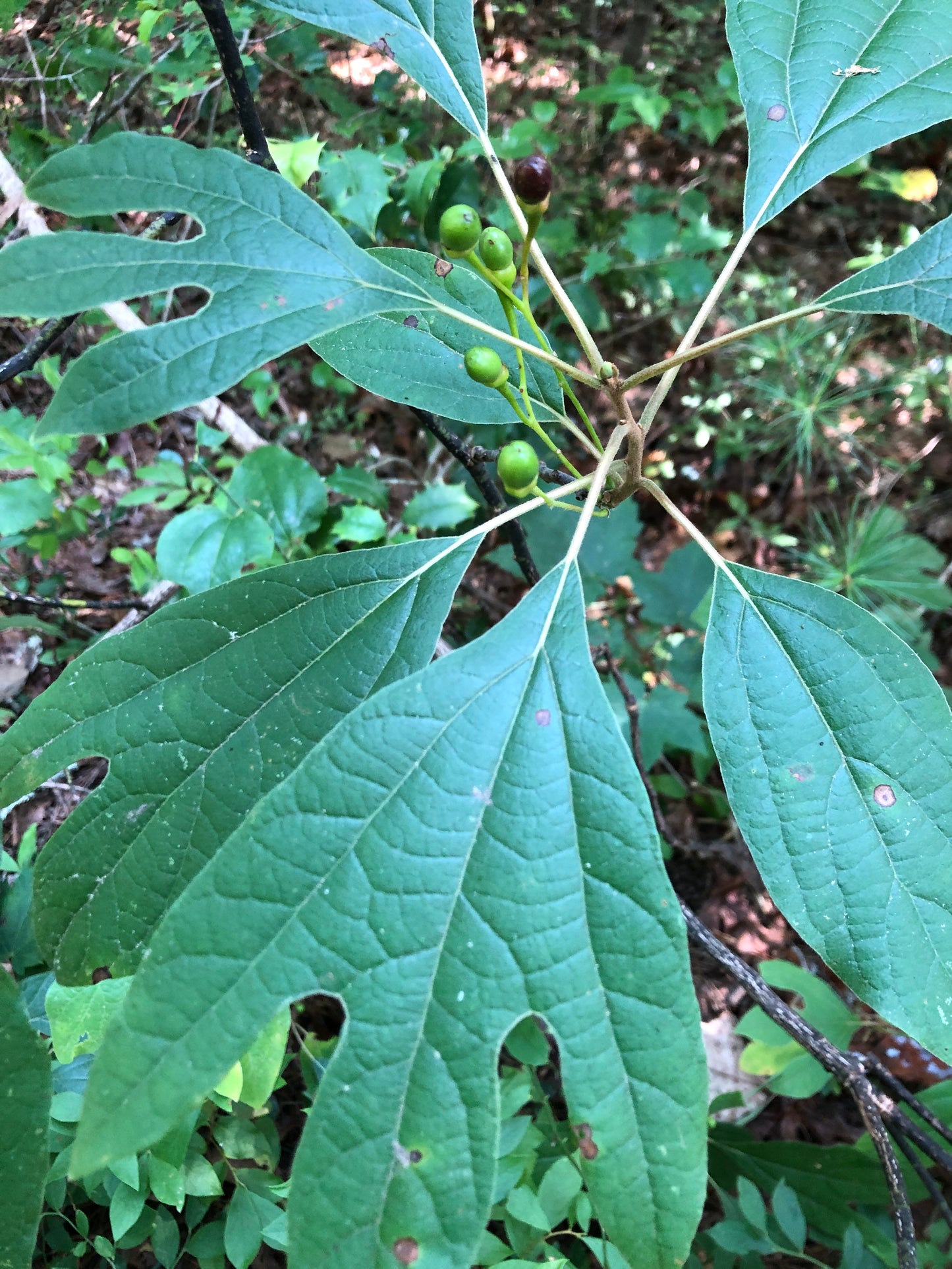 Dark green leaves of Sassafras albidum