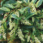 Leucothoe fontanesiana 'Rainbow'