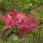 'Magenta Rose' Azalea, Rhododendron Flammeum 'Magenta Rose'