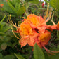 Orange flame azalea flower