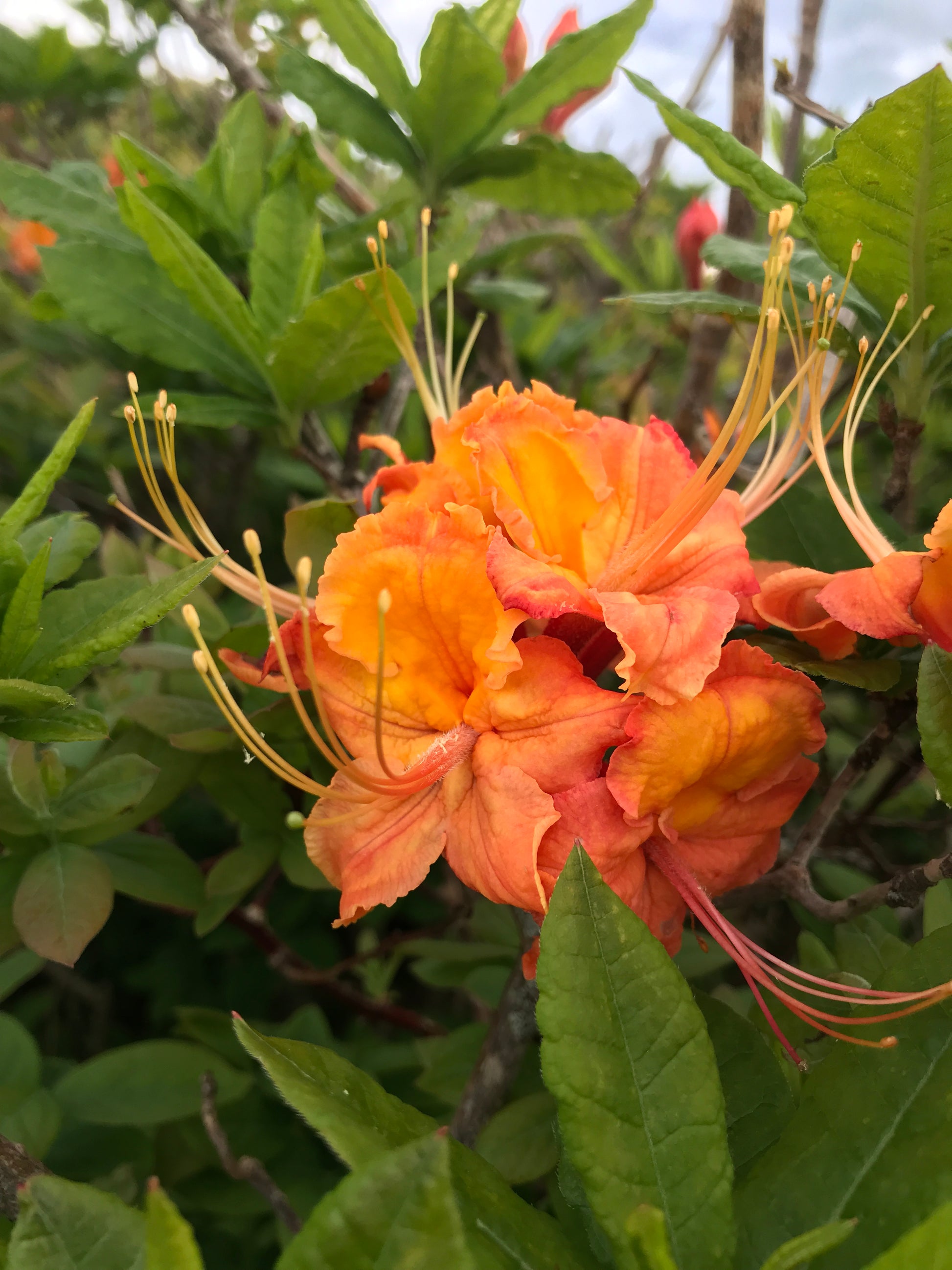 Orange flame azalea flower
