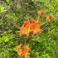 Orange flame azalea flower