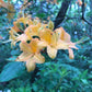 Pale yellow flame azalea flower