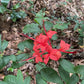 Plumleaf Azalea, Rhododendron prunifolium