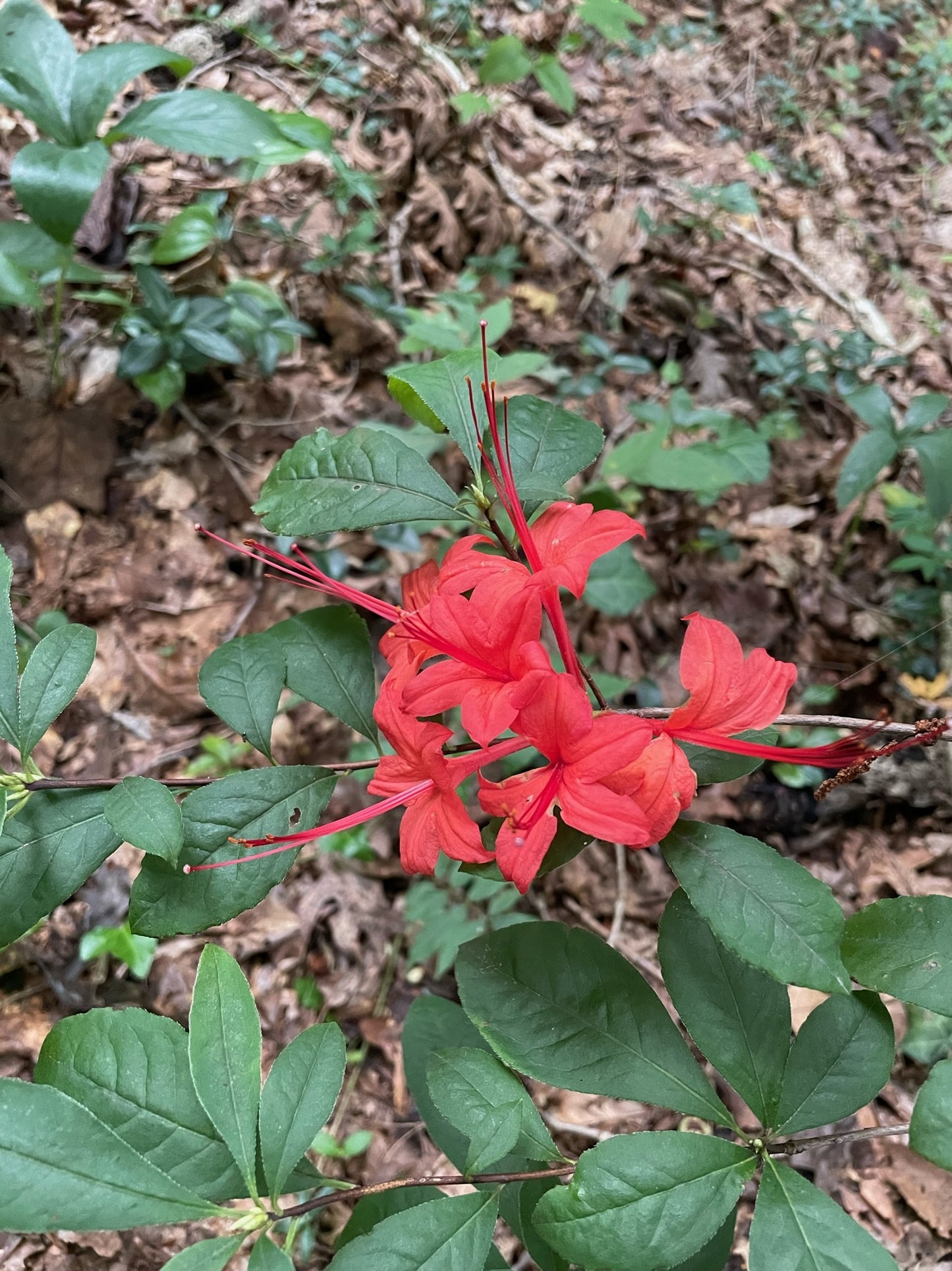 Plumleaf Azalea, Rhododendron prunifolium