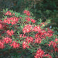 'Razzberry' Azalea, Rhododendron 'Razzberry'