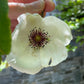 A close-up image of a silky camellia flower with pale pink petals and a dark center, held by a hand against a blurred background.