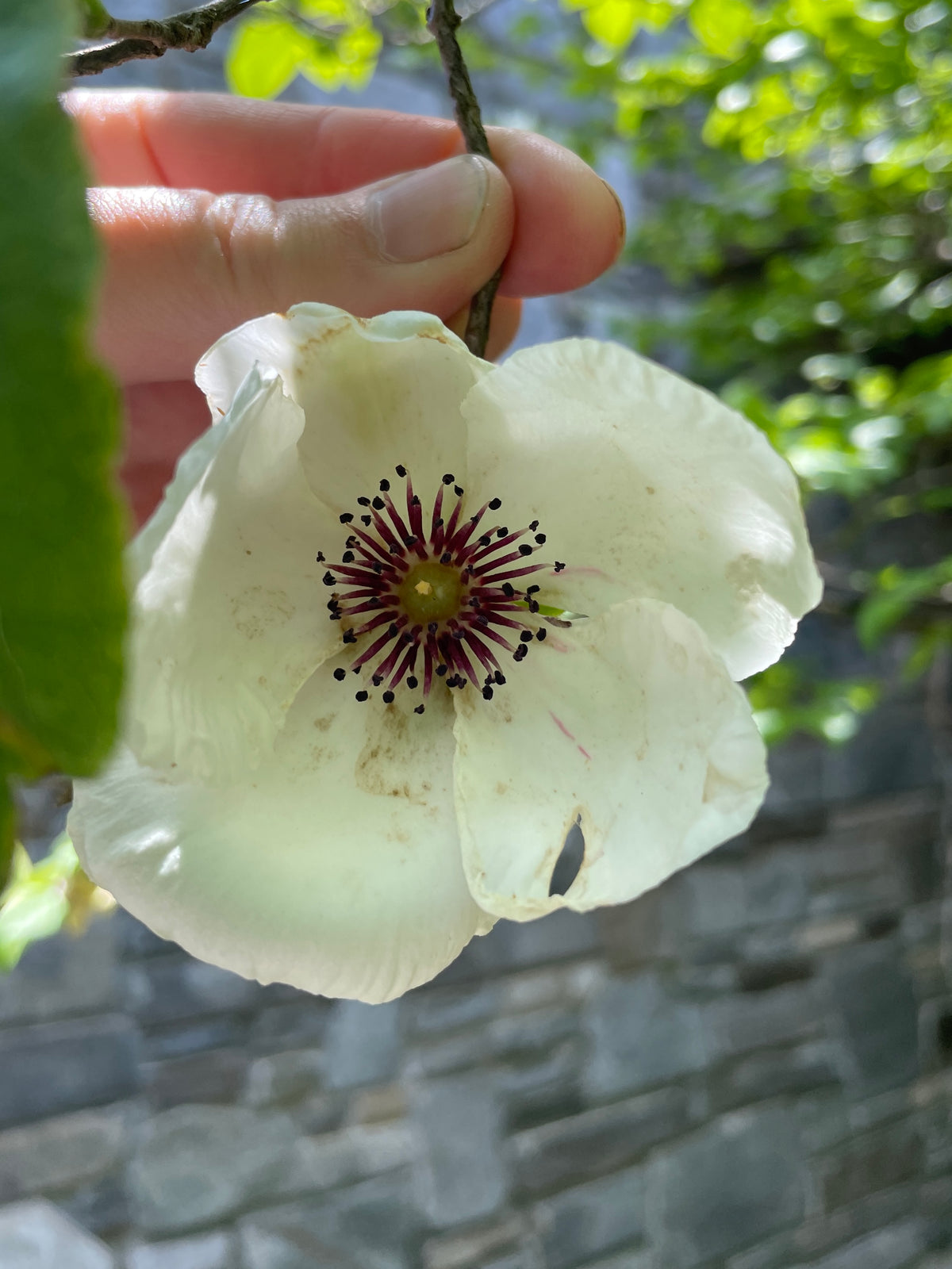 A close-up image of a silky camellia flower with pale pink petals and a dark center, held by a hand against a blurred background.