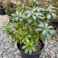 Sweet Azalea, Rhododendron arborescens