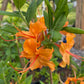 Flame Azalea, Rhododendron calendulaceum