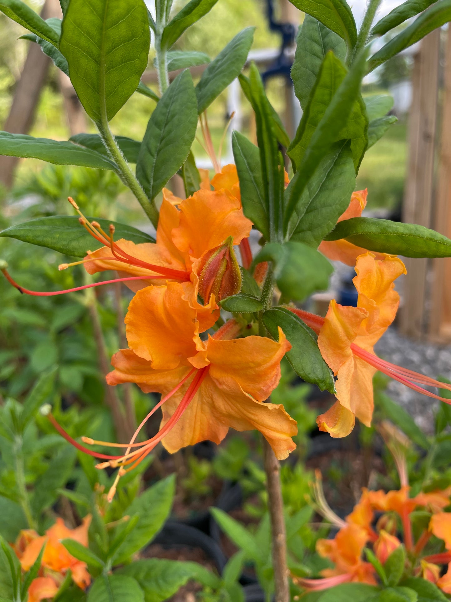 Flame Azalea, R. calendulaceum