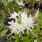Swamp Azalea, Rhododendron viscosum