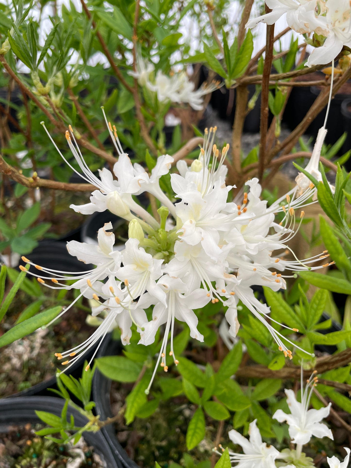 Swamp Azalea, Rhododendron viscosum