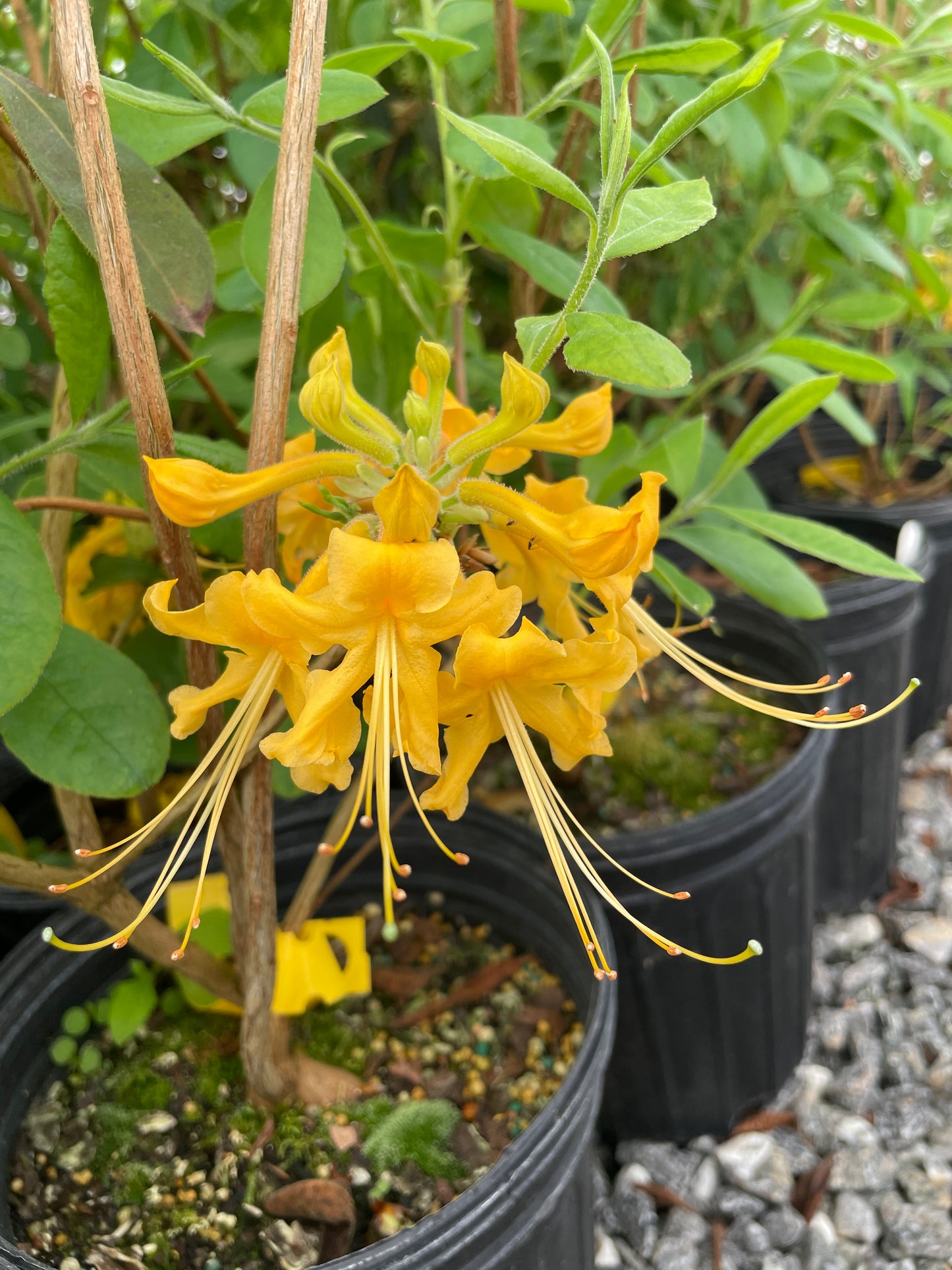 Southern Flame Azalea, Rhododendron austrinum