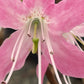 Pinkshell Azalea, Rhododendron vaseyi