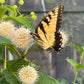 Buttonbush, Cephalanthus occidentalis