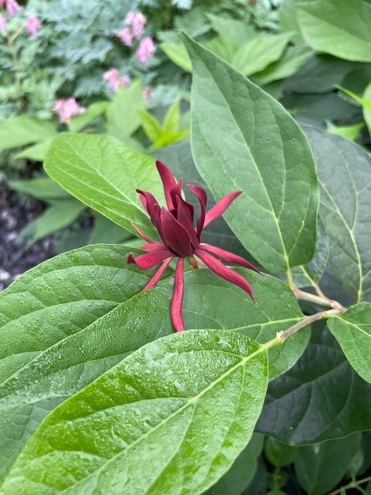 Carolina Allspice, Calycanthus floridus – Flower Moon Nursery