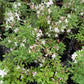 'Marydel' Dwarf Azalea, Rhododendron atlanticum 'Marydel'