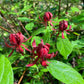 Carolina Allspice, Calycanthus floridus