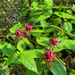 Carolina Allspice, Calycanthus floridus