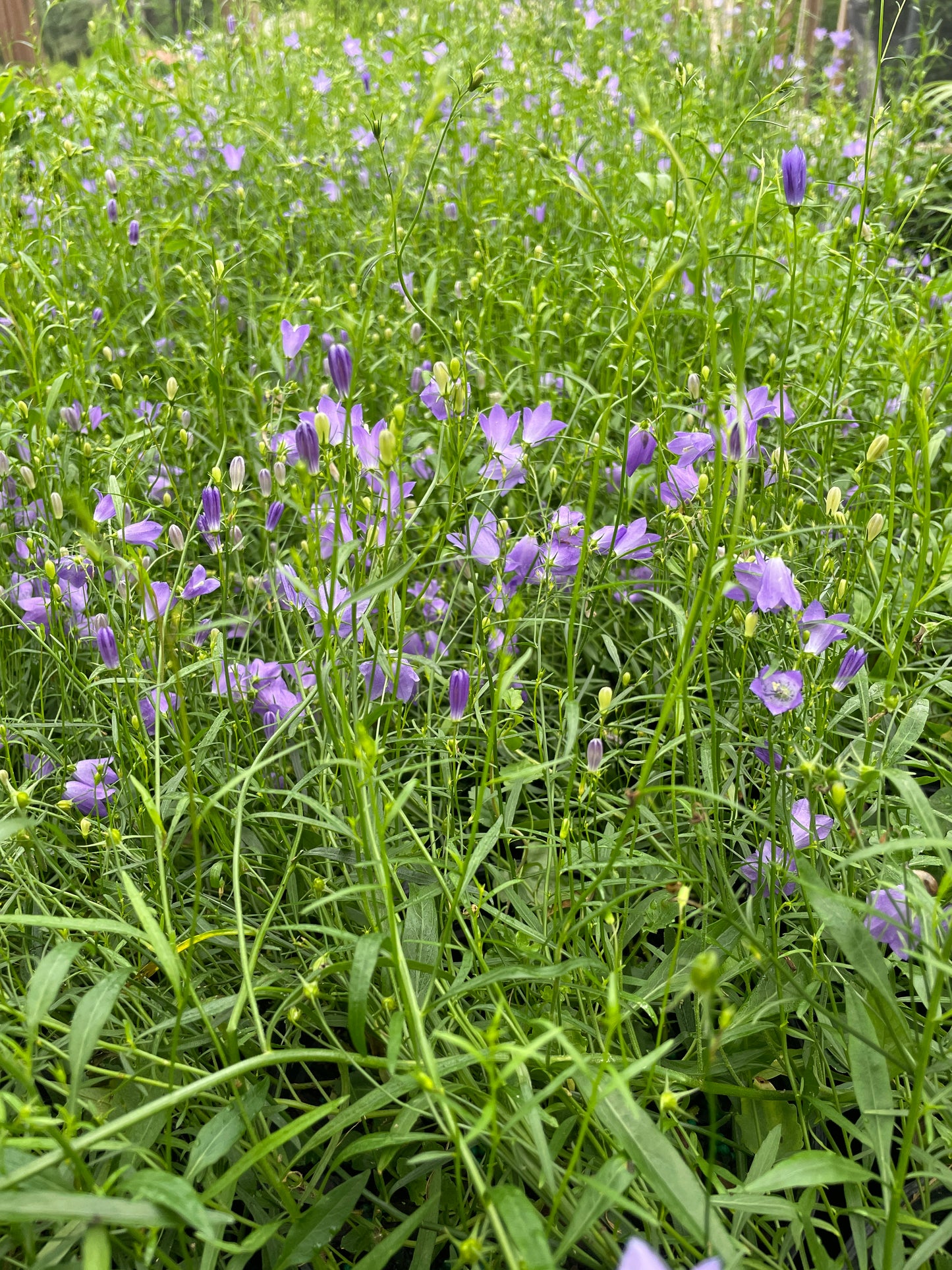 Scotch Bluebell, Campanula rotundifolia