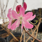Pinkshell Azalea, Rhododendron vaseyi