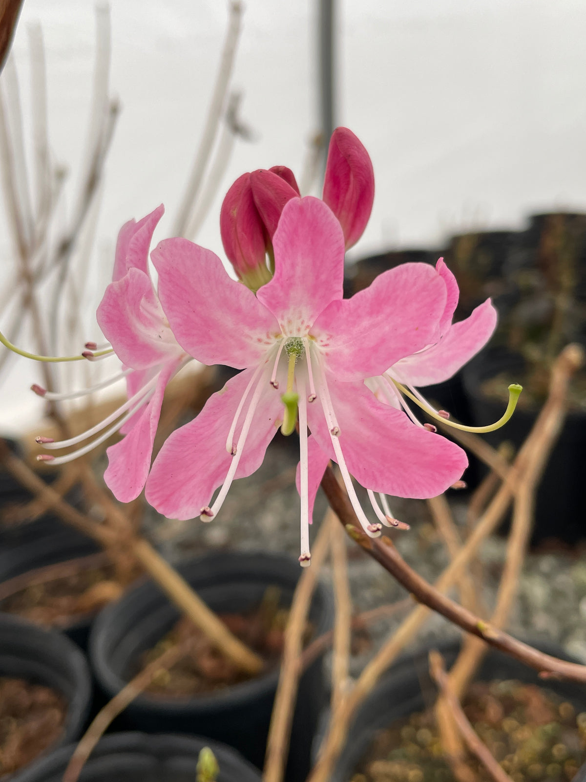 Pinkshell Azalea Pinkshell Azalea, Rhododendron vaseyi – Flower Moon Nursery