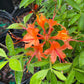 Flame Azalea, Rhododendron calendulaceum