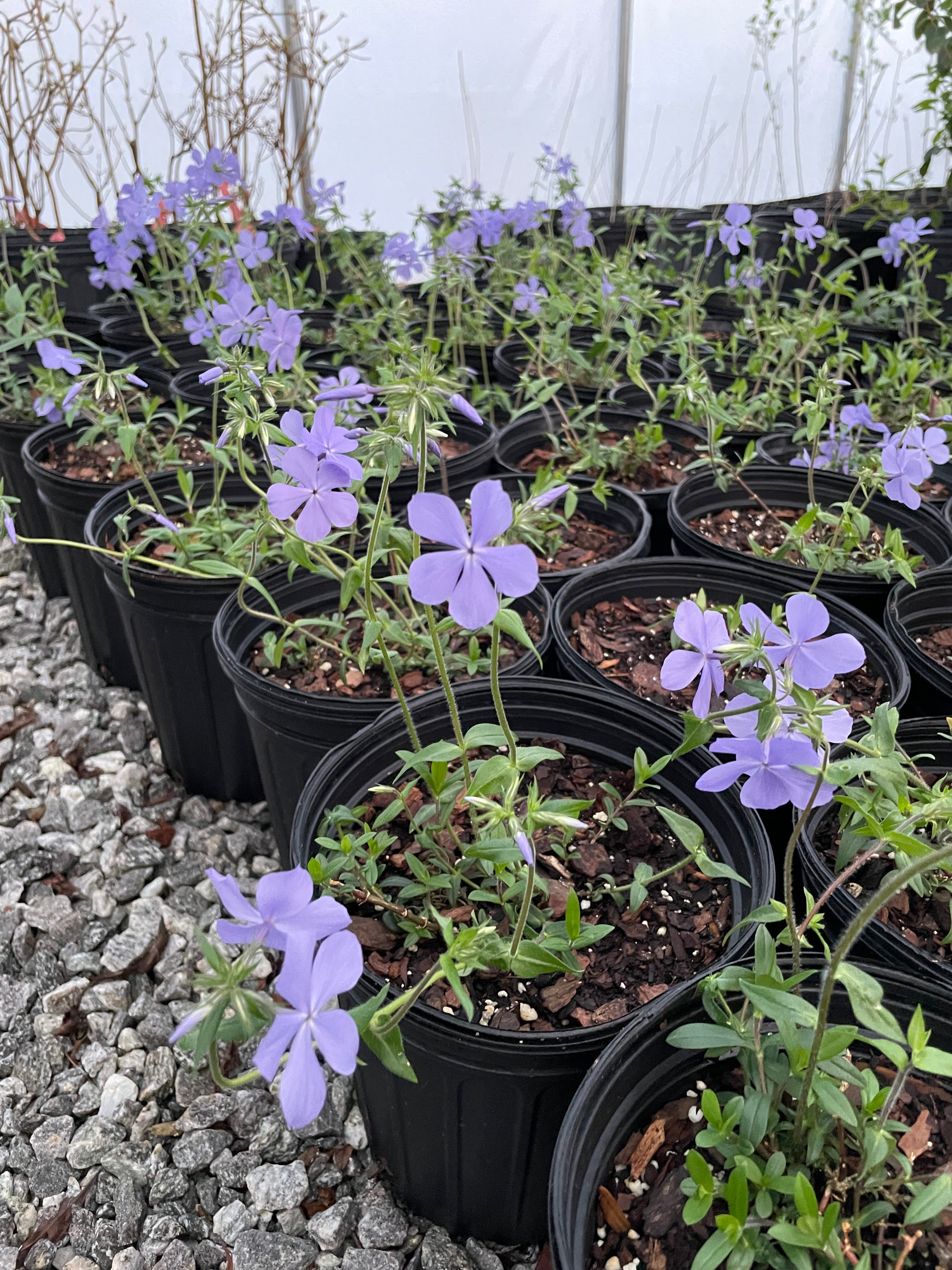 Blue deals moon phlox