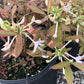 'Chocolate Drop' Azalea, Rhododendron canescens 'Chocolate Drop'