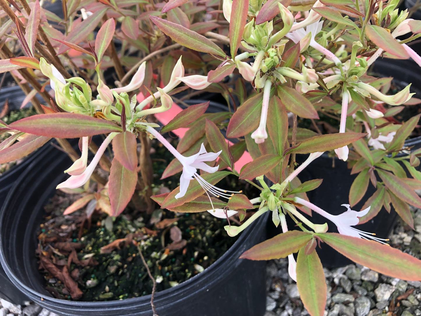 'Chocolate Drop' Azalea, Rhododendron canescens 'Chocolate Drop'