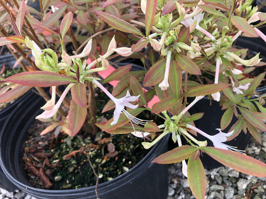 'Chocolate Drop' Azalea, Rhododendron canescens 'Chocolate Drop'