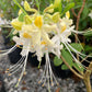 Southern Flame Azalea, Rhododendron austrinum