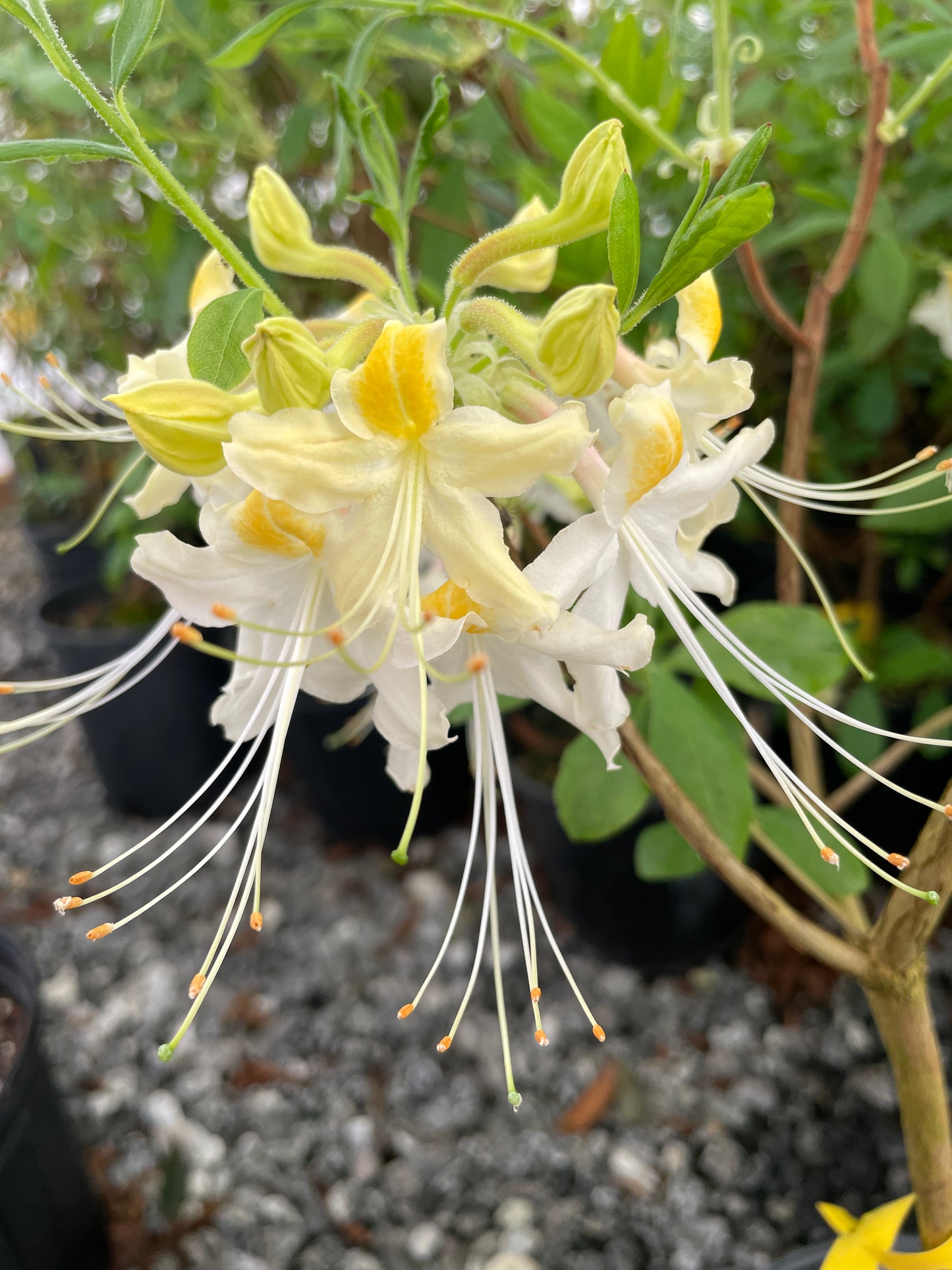 Southern Flame Azalea, Rhododendron austrinum